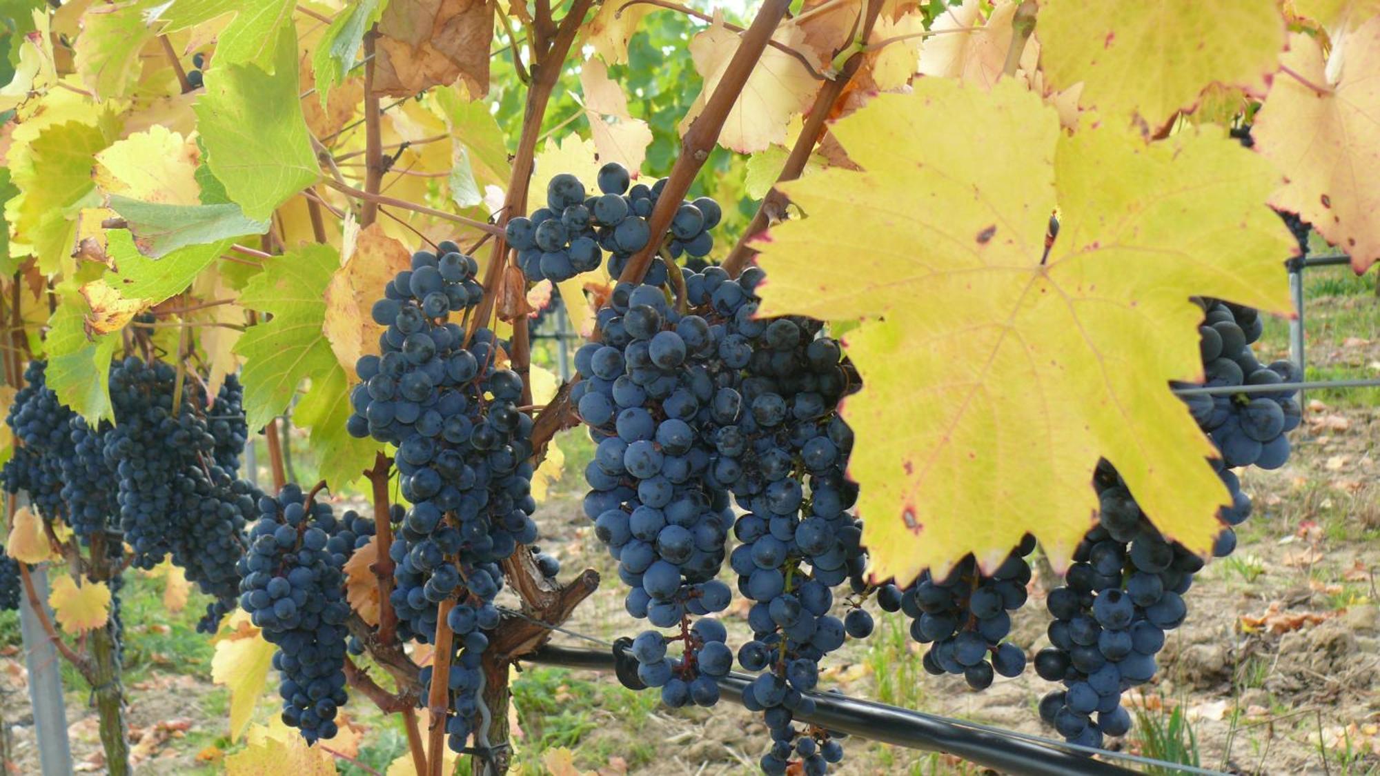 Weingut Herbert Kram Nordheim am Main Exterior photo
